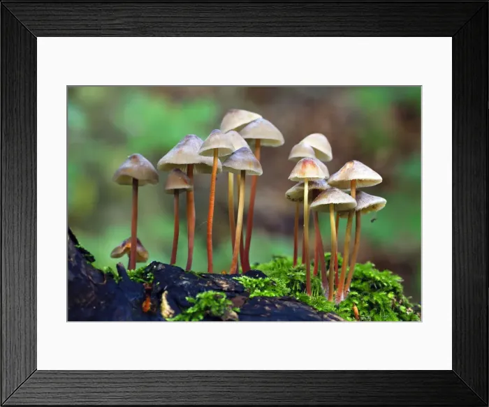 Framed Print : Picture No. 10984677