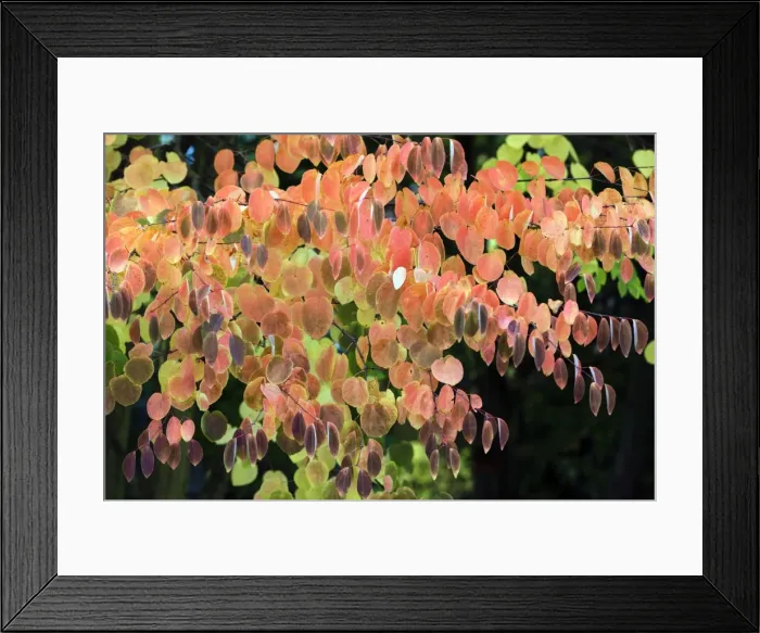 Framed Print : Picture No. 10984687 Framed Print : Picture No. 10984687