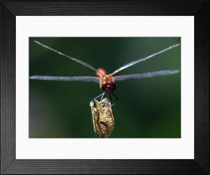 Framed Print : Picture No. 10984720