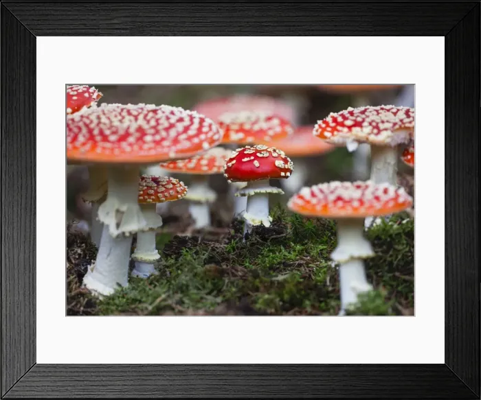 Framed Print : Picture No. 10984675 Framed Print : Picture No. 10984675