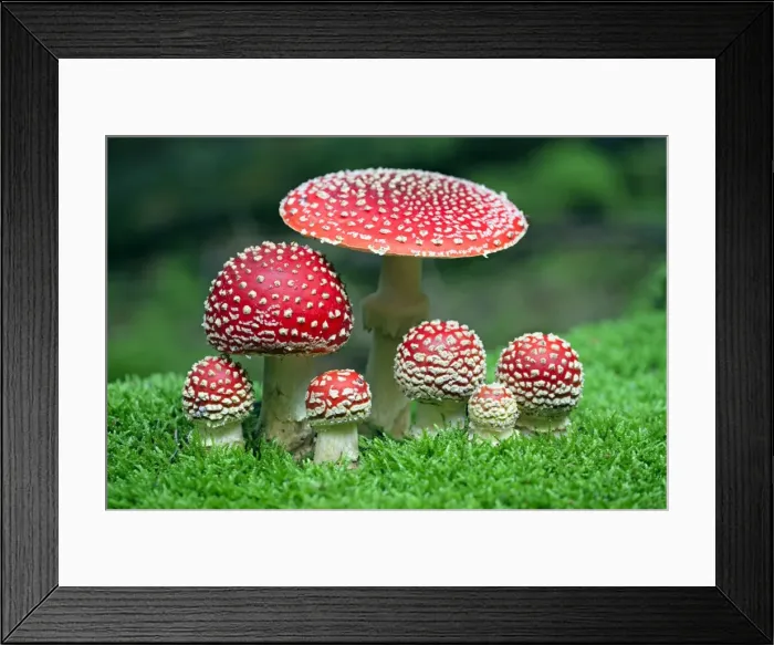 Framed Print : Picture No. 10984669 Framed Print : Picture No. 10984669