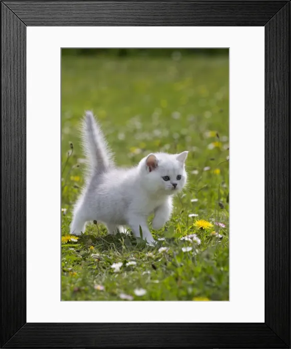 Framed Print : Picture No. 10984881 Framed Print : Picture No. 10984881