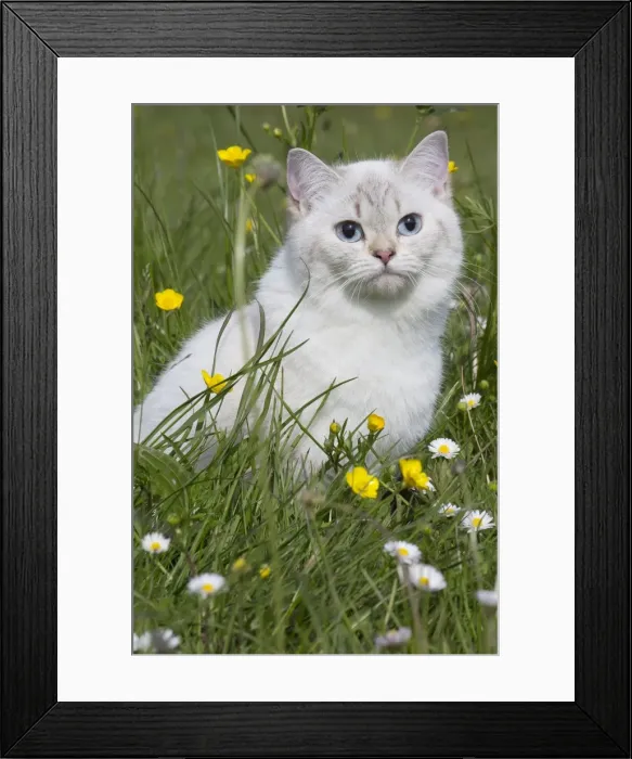 Framed Print : Picture No. 10984880 Framed Print : Picture No. 10984880