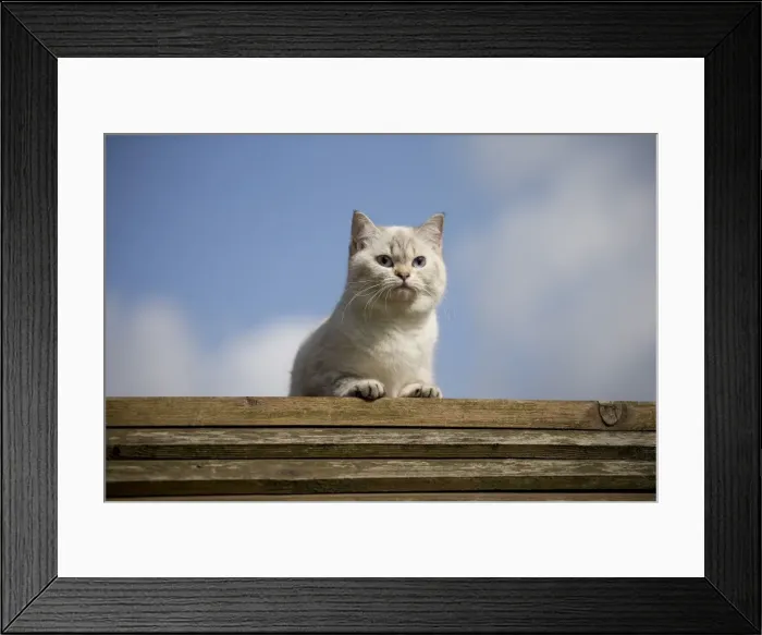 Framed Print : Picture No. 10984875 Framed Print : Picture No. 10984875