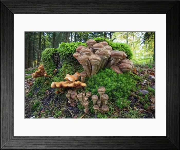Framed Print : Picture No. 10984707 Framed Print : Picture No. 10984707