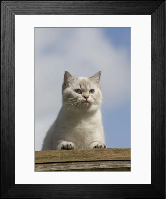 Framed Print : Picture No. 10984874 Framed Print : Picture No. 10984874