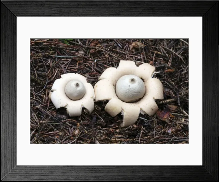 Framed Print : Picture No. 10984704 Framed Print : Picture No. 10984704
