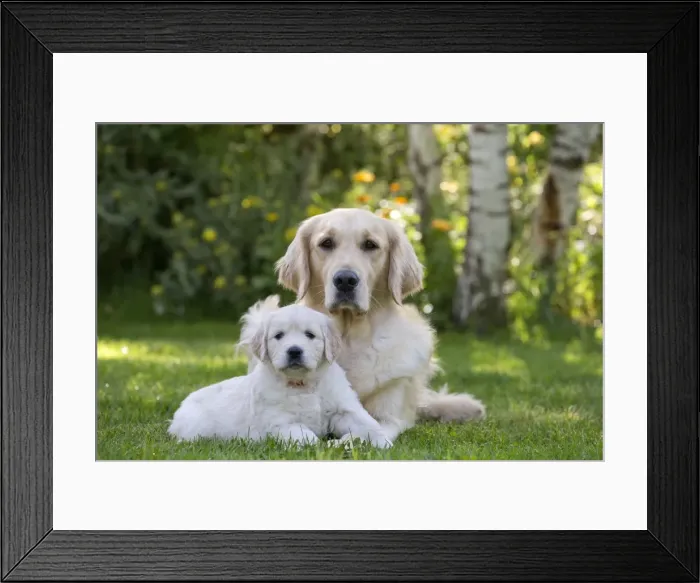 Framed Print : Picture No. 10984740 Framed Print : Picture No. 10984740