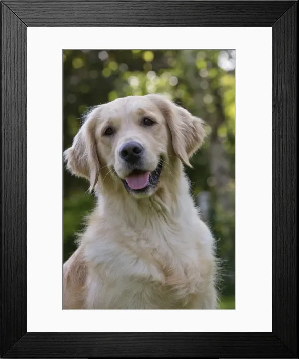 Framed Print : Picture No. 10984745 Framed Print : Picture No. 10984745