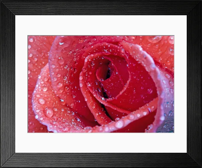 Framed Print : Picture No. 10984703 Framed Print : Picture No. 10984703