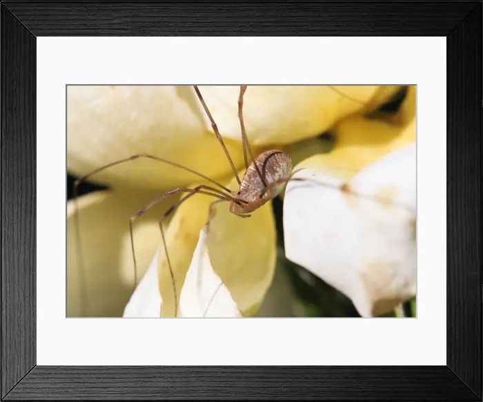 Framed Print : Picture No. 10984682 Framed Print : Picture No. 10984682