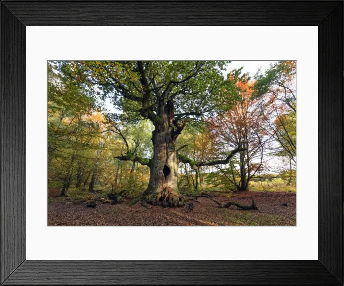 Framed Print : Picture No. 10984693 Framed Print : Picture No. 10984693