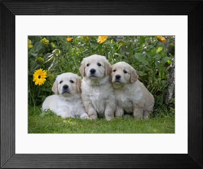 Framed Print : Picture No. 10984750 Framed Print : Picture No. 10984750
