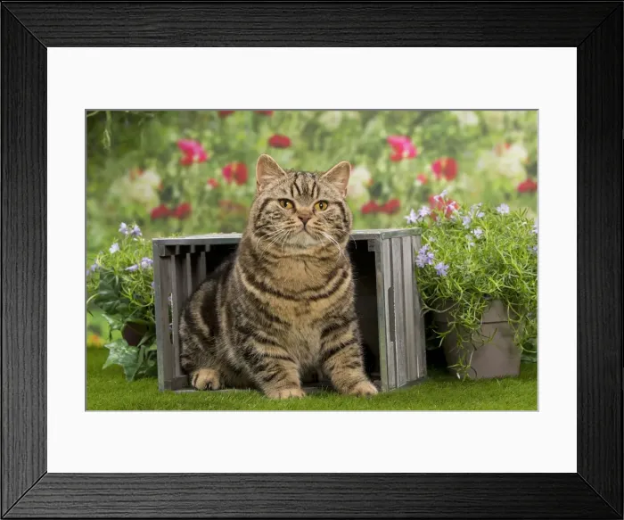 Framed Print : Picture No. 10984867 Framed Print : Picture No. 10984867