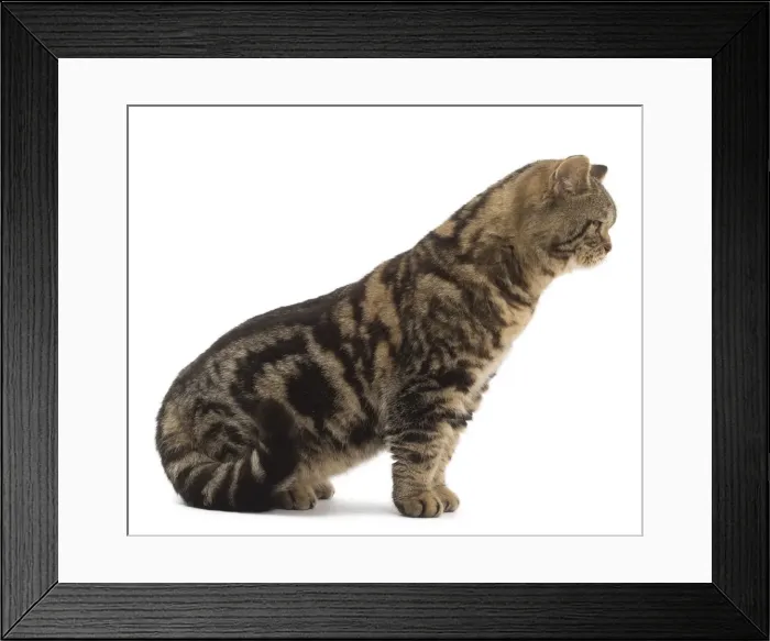 Framed Print : Picture No. 10984857 Framed Print : Picture No. 10984857