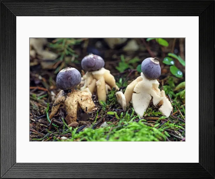 Framed Print : Picture No. 10984698 Framed Print : Picture No. 10984698