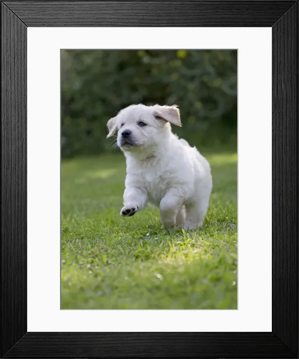 Framed Print : Picture No. 10984734 Framed Print : Picture No. 10984734