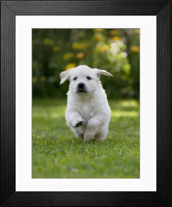 Framed Print : Picture No. 10984735