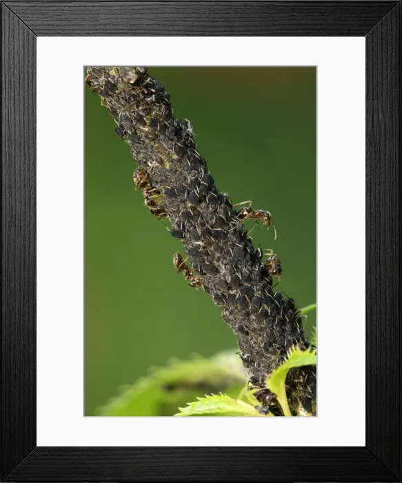 Framed Print : Picture No. 10984678 Framed Print : Picture No. 10984678