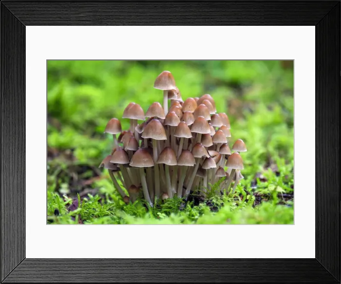 Framed Print : Picture No. 10984676