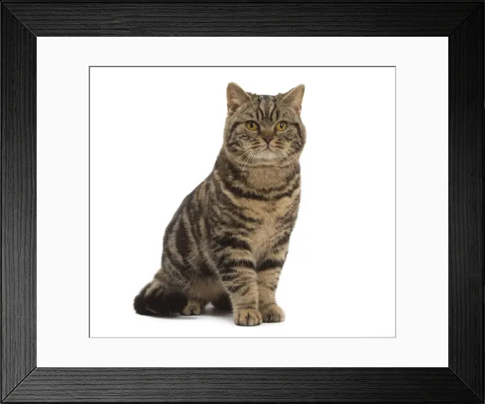 Framed Print : Picture No. 10984853 Framed Print : Picture No. 10984853