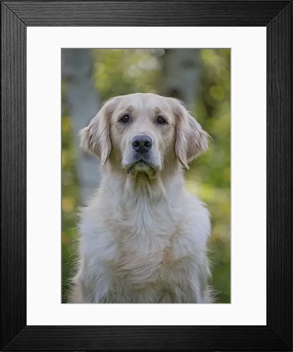 Framed Print : Picture No. 10984738 Framed Print : Picture No. 10984738