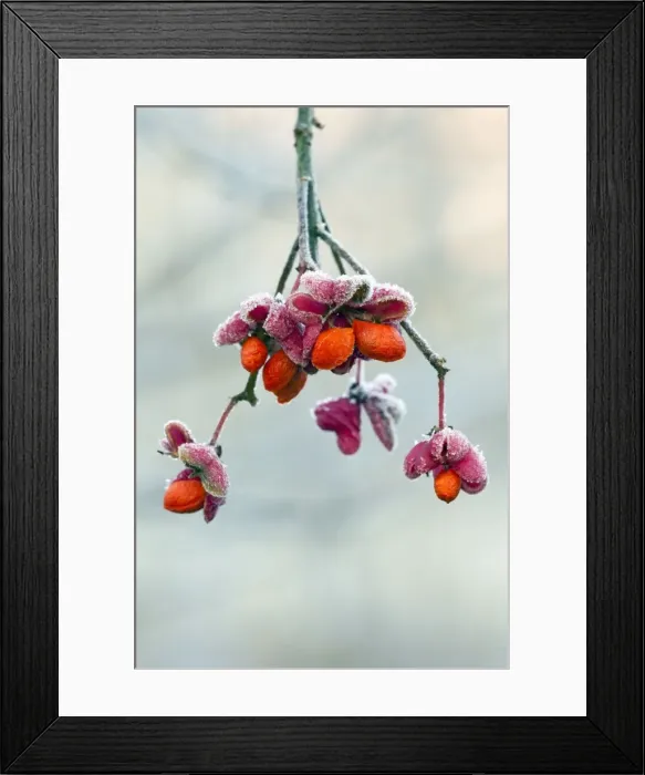 Framed Print : Picture No. 10984709 Framed Print : Picture No. 10984709
