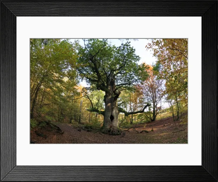 Framed Print : Picture No. 10984694 Framed Print : Picture No. 10984694