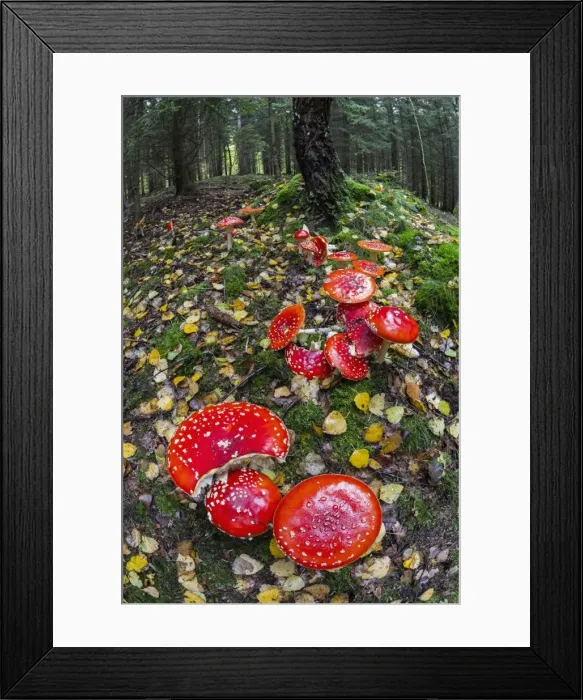 Framed Print : Picture No. 10984664 Framed Print : Picture No. 10984664