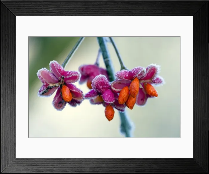 Framed Print : Picture No. 10984711 Framed Print : Picture No. 10984711