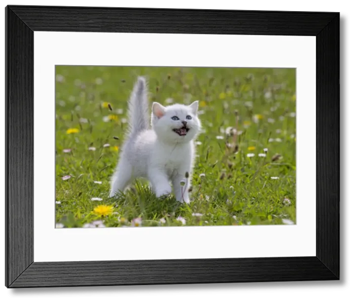 Framed Print : Picture No. 10984884 Framed Print : Picture No. 10984884
