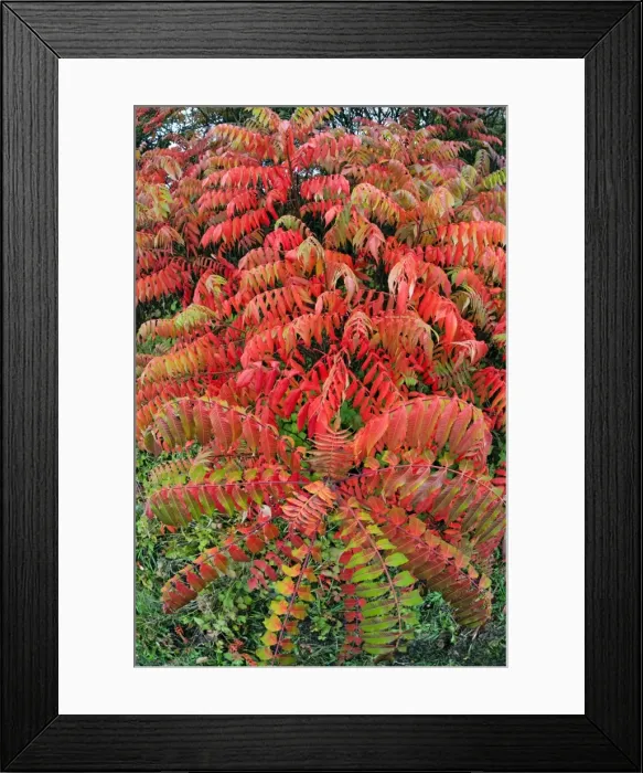 Framed Print : Picture No. 10984713