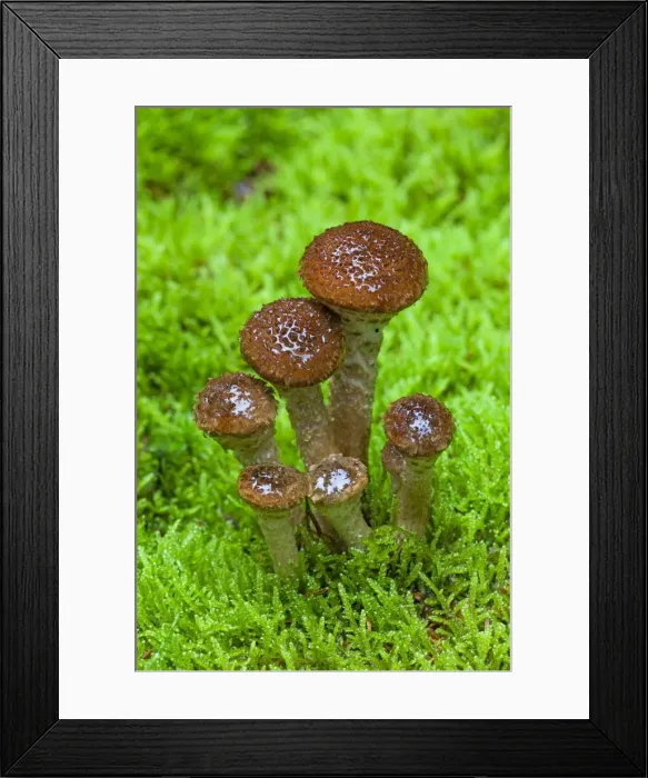 Framed Print : Picture No. 10984706 Framed Print : Picture No. 10984706