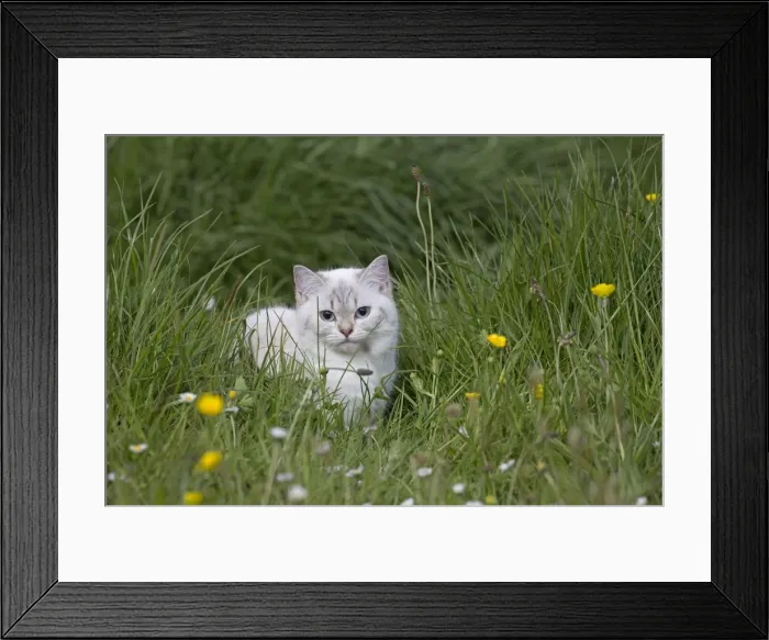 Framed Print : Picture No. 10984878 Framed Print : Picture No. 10984878