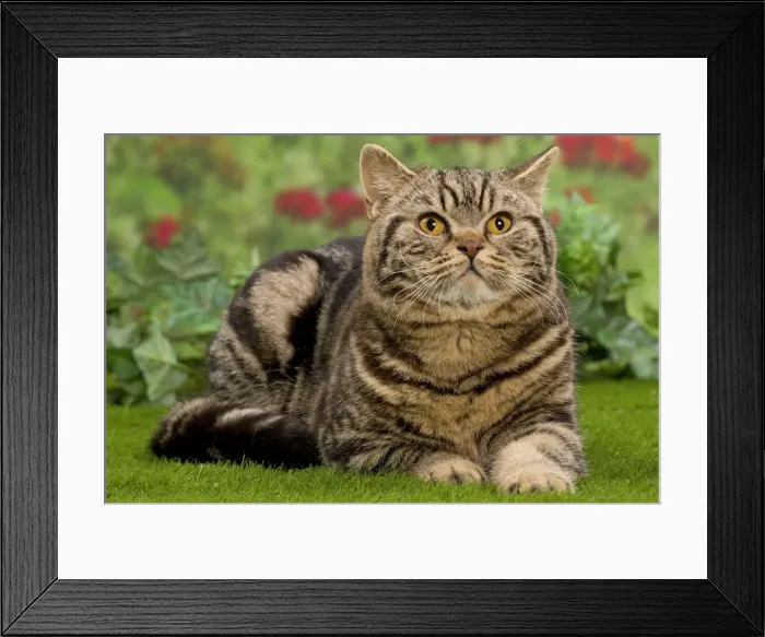 Framed Print : Picture No. 10984862 Framed Print : Picture No. 10984862