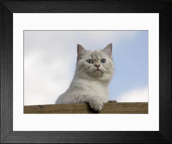 Framed Print : Picture No. 10984873 Framed Print : Picture No. 10984873