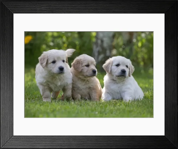 Framed Print : Picture No. 10984746 Framed Print : Picture No. 10984746