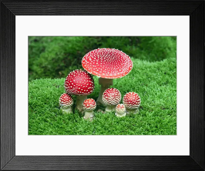 Framed Print : Picture No. 10984670 Framed Print : Picture No. 10984670