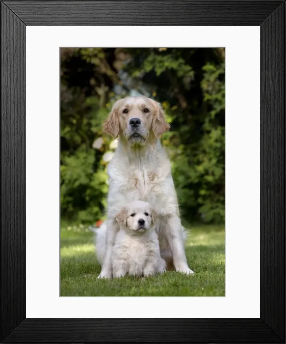 Framed Print : Picture No. 10984725 Framed Print : Picture No. 10984725