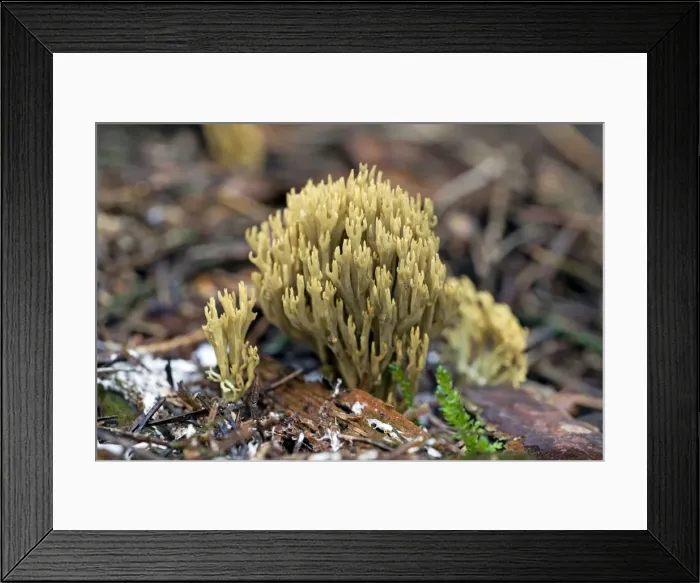 Framed Print : Picture No. 10984715