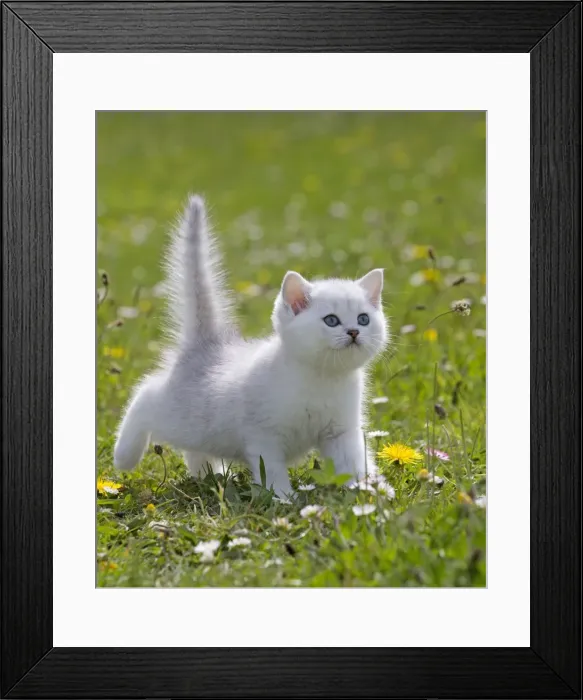 Framed Print : Picture No. 10984882