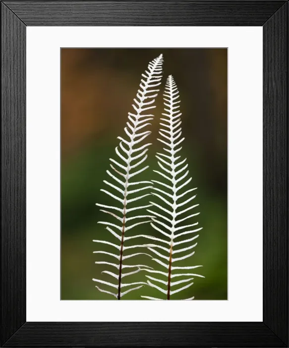 Framed Print : Picture No. 10984681