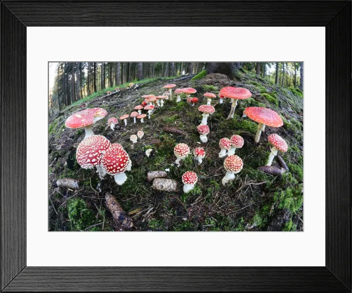Framed Print : Picture No. 10984673 Framed Print : Picture No. 10984673