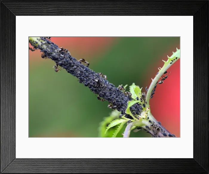 Framed Print : Picture No. 10984680 Framed Print : Picture No. 10984680
