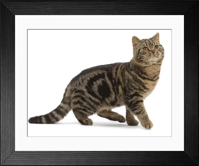 Framed Print : Picture No. 10984858