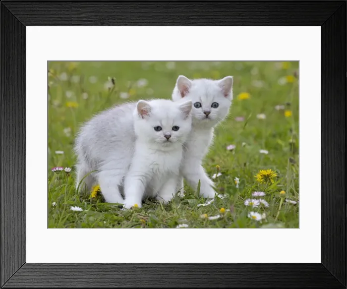 Framed Print : Picture No. 10984886 Framed Print : Picture No. 10984886