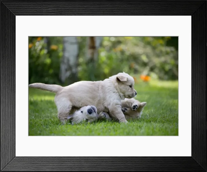 Framed Print : Picture No. 10984729 Framed Print : Picture No. 10984729