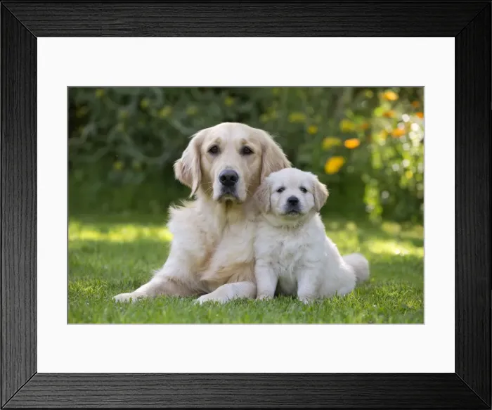 Framed Print : Picture No. 10984741 Framed Print : Picture No. 10984741