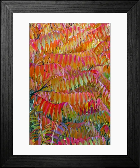Framed Print : Picture No. 10984714