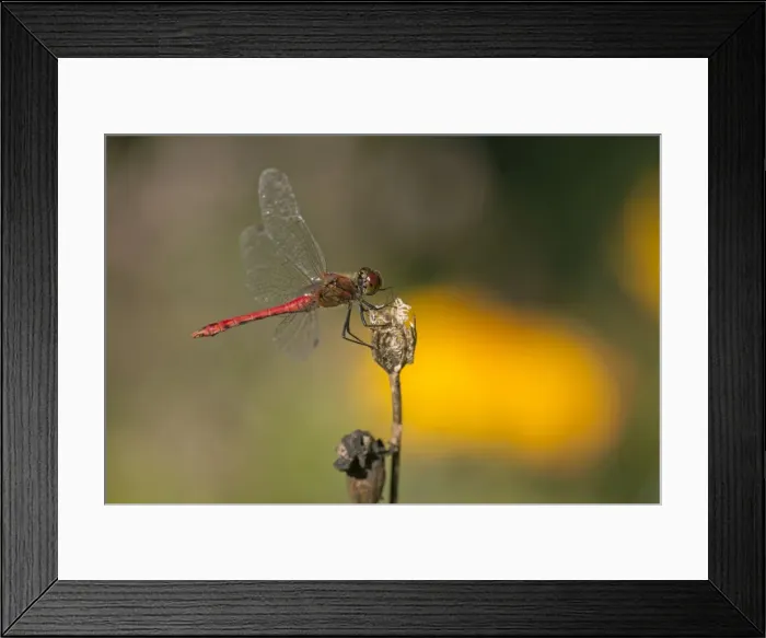 Framed Print : Picture No. 10984719